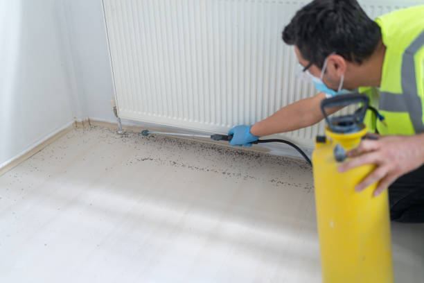 Best Wasp Removal Services  in East Bronson, FL